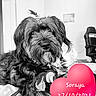 Soraya participe au concours pour gagner de l'argent avec cette photo : dog, pet, indoor, blanket, rope_toy, black_and_white, fur, cute, topknot, relaxed, animal, home, chair, portrait, cozy, toy, furniture, mammal, playful, heart_overlay