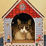 cat, fluffy, pet, indoor, cardboard_house, miniature_house, red_roof, blue_siding, carpet, feline, cute, animal, portrait, whiskers, tabby, relaxed, curious, domestic, cozy, home