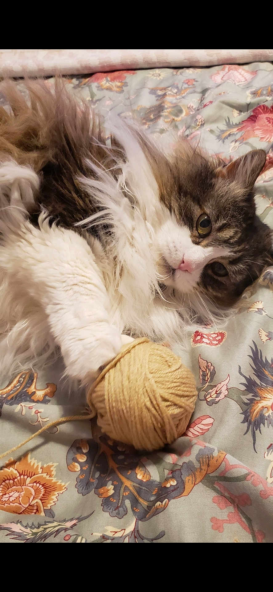 Kitty