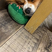 Vegas participe au concours pour gagner de l'argent avec cette photo : animal, brown, closeup, companion, cozy, cute, dog, fur, green, indoor, peaceful, pet, plush, quiet, resting, sleeping, toy, white, wooden_chair, wooden_floor