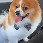 Vegas a rejoint le concours — aidez-le/la à gagner de superbes lots ! dog, pomeranian, pet, fluffy, bow_tie, car, seat, tongue_out, happy, animal, cute, small_dog, fur, indoor, companion, friendly, domestic_animal, mammal, portrait, vehicle_interior