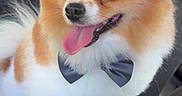 Vegas a rejoint le concours — aidez-le/la à gagner de superbes lots ! animal, bow_tie, car, companion, cute, dog, domestic_animal, fluffy, friendly, fur, happy, indoor, mammal, pet, pomeranian, portrait, seat, small_dog, tongue_out, vehicle_interior