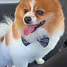 dog, pomeranian, pet, fluffy, bow_tie, car, seat, tongue_out, happy, animal, cute, small_dog, fur, indoor, companion, friendly, domestic_animal, mammal, portrait, vehicle_interior