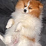 Vegas participe au concours pour gagner de l'argent avec cette photo : animal, brown, couch, cozy, cute, dog, fluffy, fur, home, indoor, lying_down, nose, paw, pet, pomeranian, relaxed, resting, sleeping, small_dog, white
