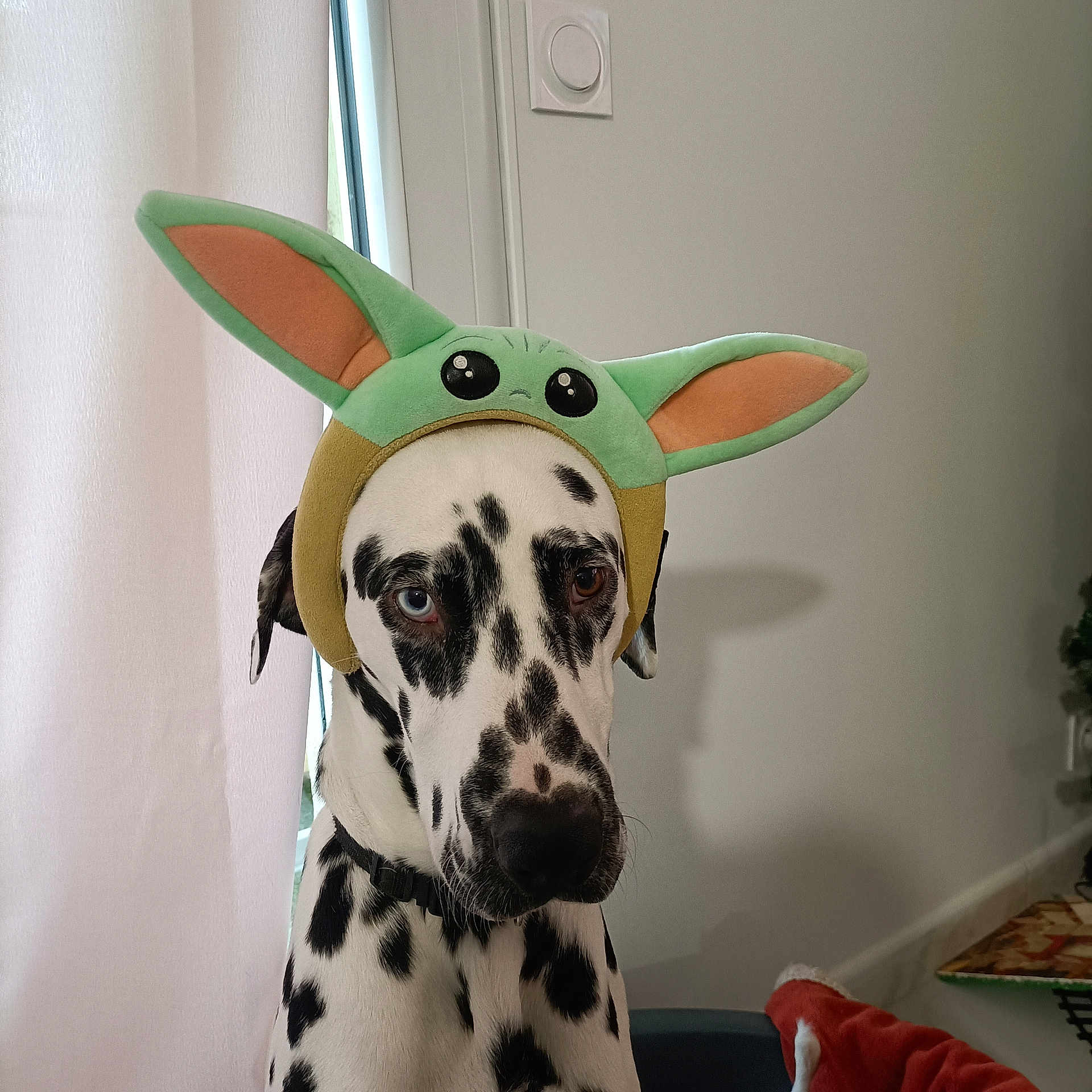 Lucky a rejoint le concours — aidez-le/la à gagner de superbes lots ! dog, dalmatian, pet, spotted_fur, blue_eye, brown_eye, heterochromia, plush_hat, baby_yoda_hat, costume, ears, collar, indoor, curtain, window, wall, portrait, sitting, blanket, plant