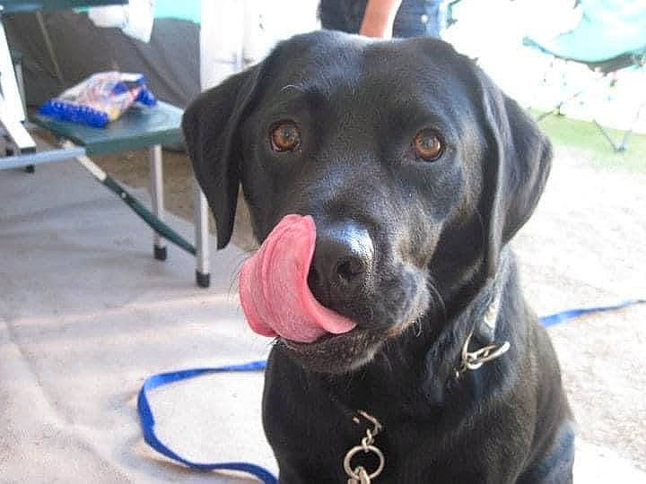 Cody joined the competition — help win amazing prizes! blue, borador, canidae, carnivore, collar, companion_dog, dog, dog_breed, dog_collar, fawn, gun_dog, leash, liver, pet_supply, pointing_breed, retriever, snout, sporting_group, whiskers, working_animal