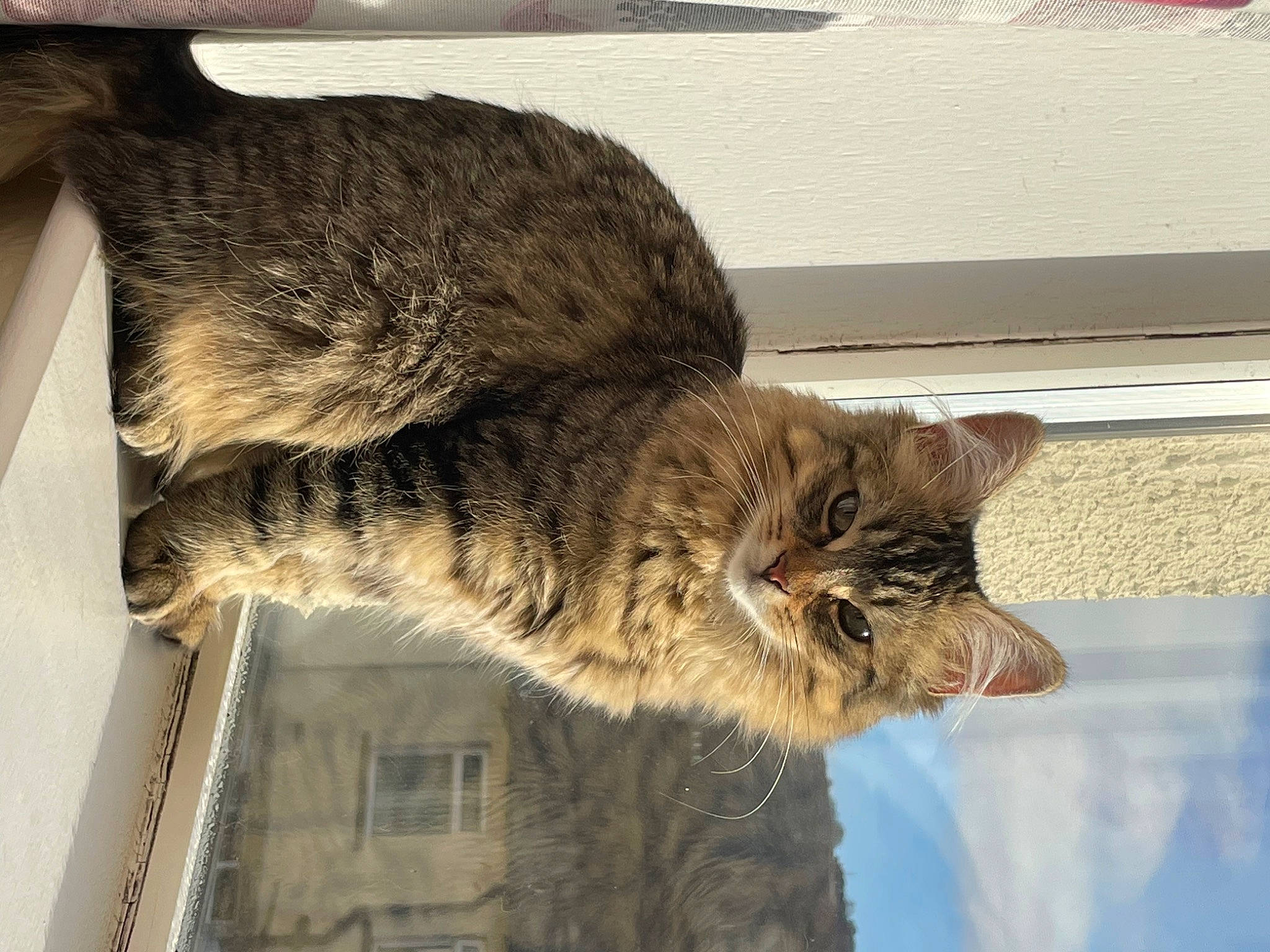 Eddie is registered to the contest to win money with this photo: carnivore, cat, claw, domestic_short_haired_cat, felidae, fur, paw, small_to_medium_sized_cats, snout, tail, terrestrial_animal, whiskers, window, wood