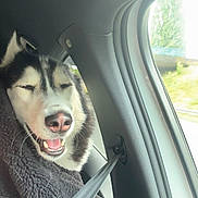 Aïko a rejoint le concours — aidez-le/la à gagner de superbes lots ! dog, husky, car, seatbelt, blanket, window, happy, smiling, fur, pet, animal, travel, cozy, interior, seat, road, daylight, nature, comfort, transport
