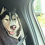 dog, husky, car, seatbelt, blanket, window, happy, smiling, fur, pet, animal, travel, cozy, interior, seat, road, daylight, nature, comfort, transport
