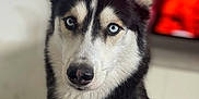 Aïko a rejoint le concours — aidez-le/la à gagner de superbes lots ! animal, canine, dog, eskimodog, husky, pet, puppy, snout