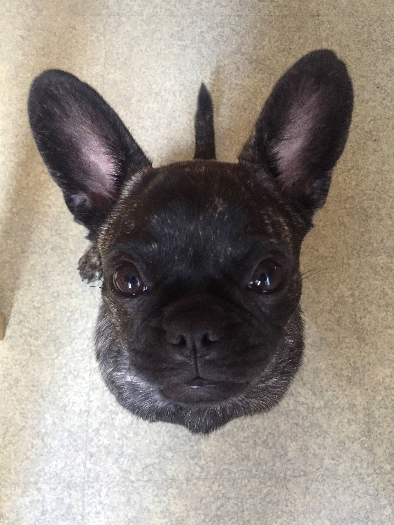 Puppy a rejoint le concours — aidez-le/la à gagner de superbes lots ! boston_terrier, canidae, carnivore, companion_dog, dog, dog_breed, ear, fawn, french_bulldog, mammal, non_sporting_group, puppy, snout, vertebrate