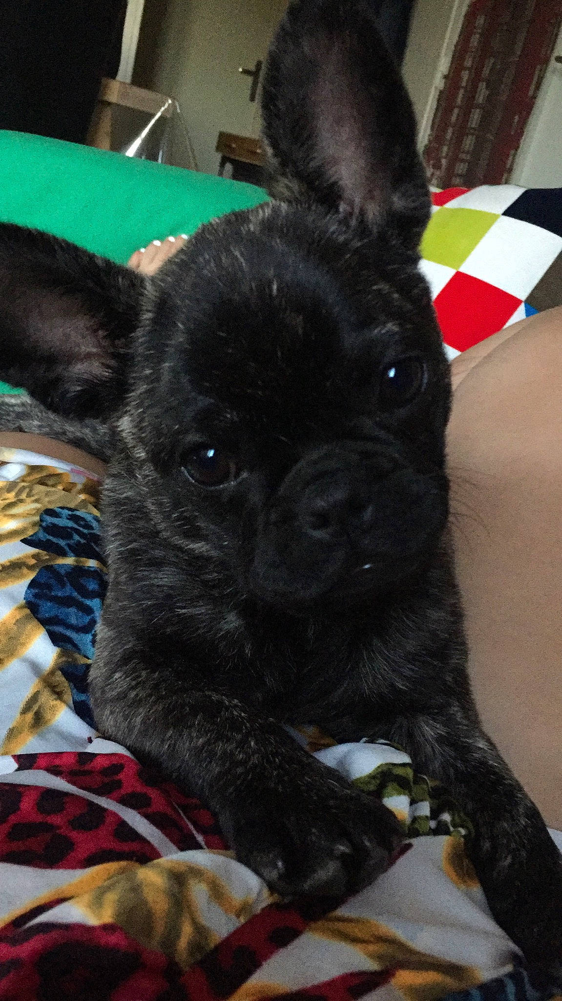 Puppy a rejoint le concours — aidez-le/la à gagner de superbes lots ! canidae, carnivore, companion_dog, dog, dog_breed, ear, fawn, french_bulldog, mammal, non_sporting_group, puppy, rare_breed_dog, snout, sporting_group, vertebrate