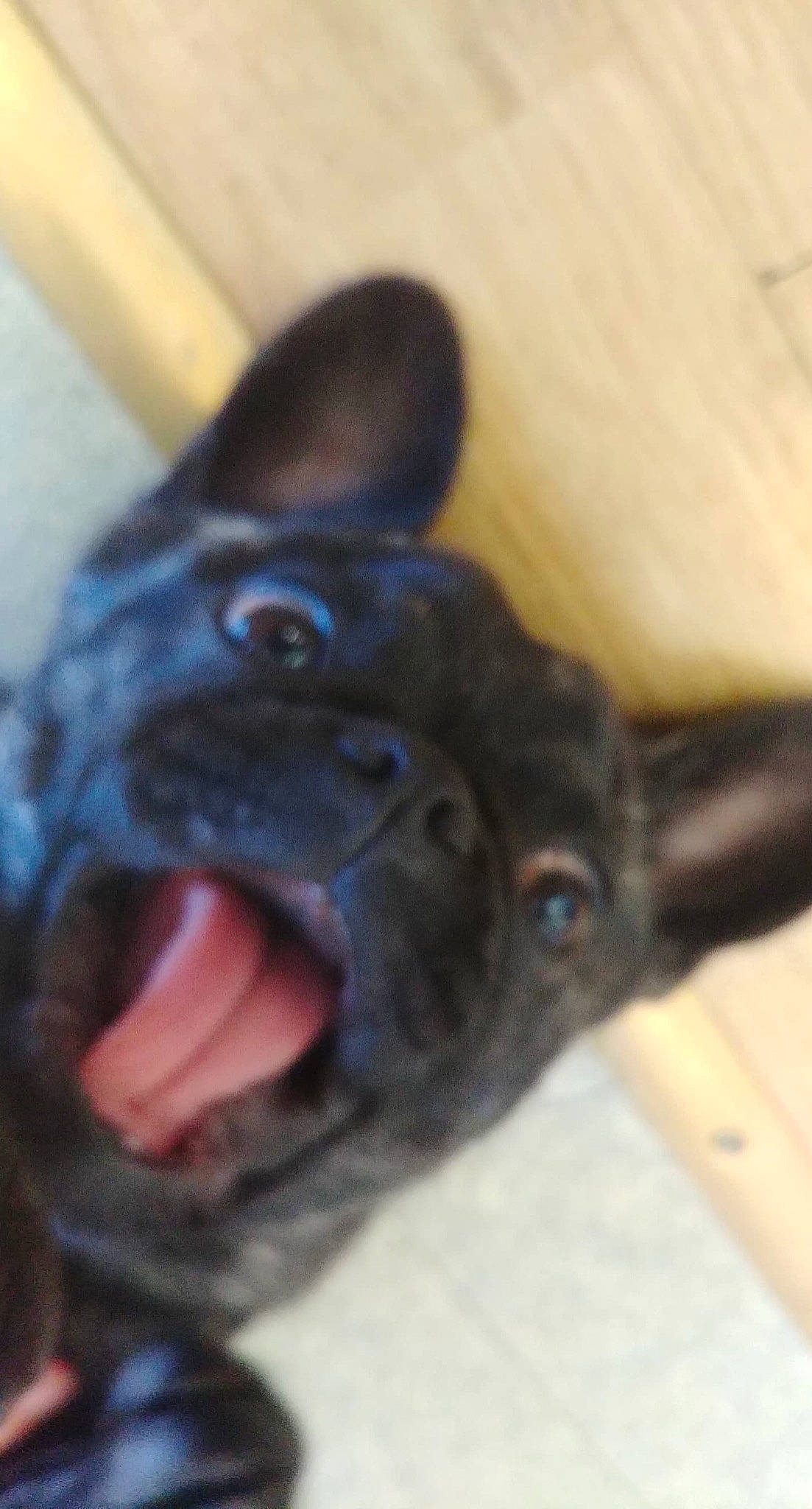 Puppy participe au concours pour gagner de l'argent avec cette photo : bulldog, canidae, carnivore, companion_dog, dog, dog_breed, ear, fawn, french_bulldog, mammal, non_sporting_group, puppy, snout, sporting_group, vertebrate