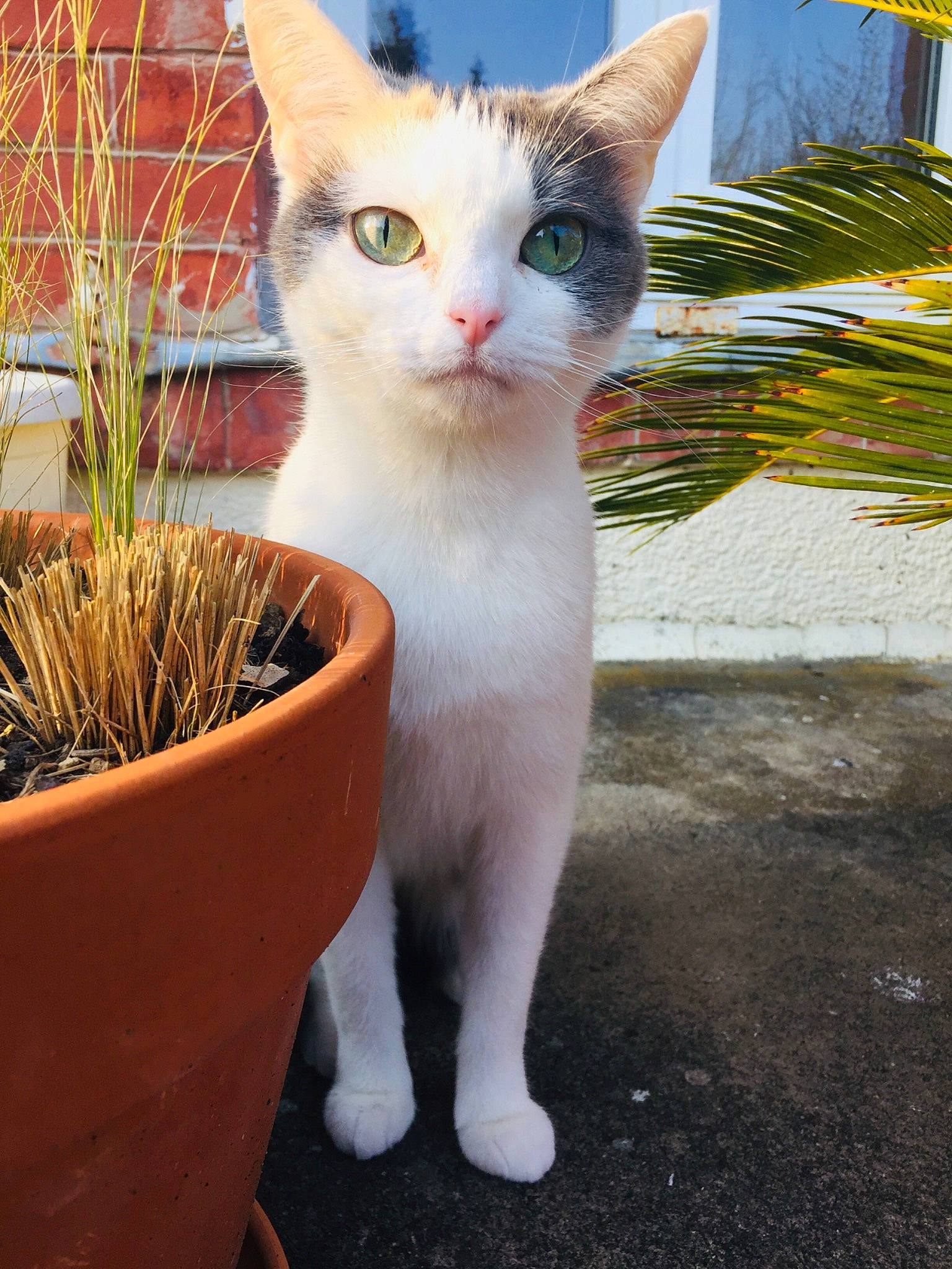Hippie a rejoint le concours — aidez-le/la à gagner de superbes lots ! aegean_cat, american_wirehair, carnivore, cat, domestic_short_haired_cat, felidae, grass, kitten, mammal, plant, small_to_medium_sized_cats, turkish_van, whiskers
