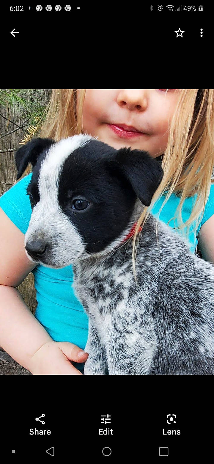 Kali Ma is registered to the contest to win money with this photo: canidae, carnivore, collar, companion_dog, dog, dog_breed, dog_collar, fashion_accessory, fawn, fur, grass, green, happy, pattern, plant, snout, sporting_group, t_shirt, toddler, working_animal