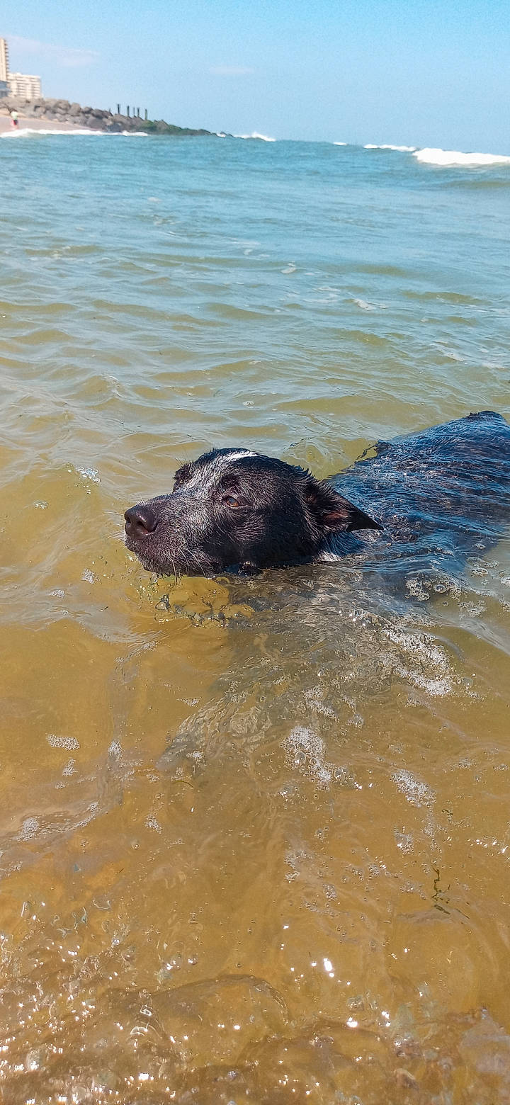 Kali Ma joined the competition — help win amazing prizes! beach, canidae, carnivore, dog_breed, fluid, lake, liquid, marine_mammal, snout, sporting_group, terrestrial_animal, water, wildlife, working_animal