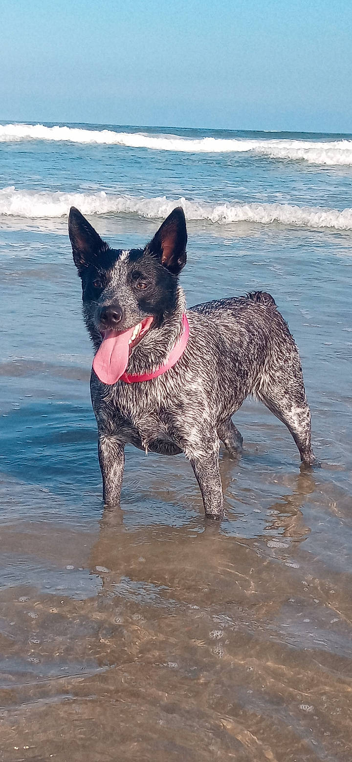 Kali Ma joined the competition — help win amazing prizes! beach, canidae, carnivore, companion_dog, dog, dog_breed, herding_dog, non_sporting_group, ocean, snout, sporting_group, tail, terrestrial_animal, water, wind_wave, working_animal, working_dog