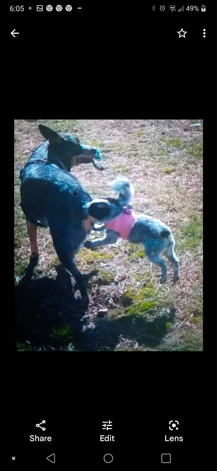 Kali Ma is registered to the contest to win money with this photo: art, carnivore, companion_dog, darkness, dog, dog_breed, electric_blue, font, grass, guard_dog, magenta, people_in_nature, photo_caption, plant, recreation, rectangle, shadow, soil, tail, visual_arts