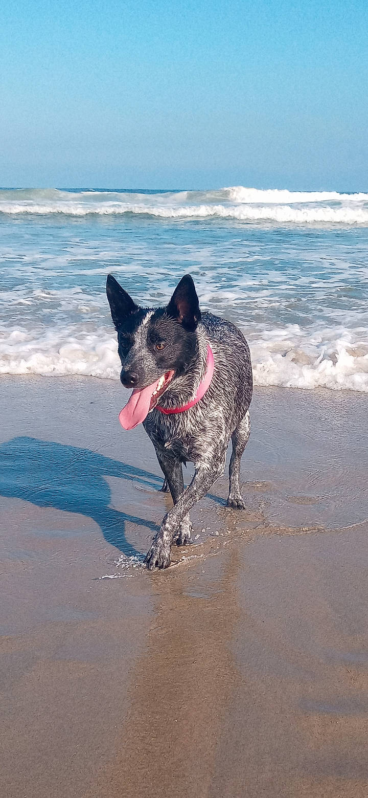 Kali Ma is registered to the contest to win money with this photo: australian_cattle_dog, beach, canidae, carmine, carnivore, coast, companion_dog, dog, dog_breed, dog_supply, herding_dog, ocean, sand, sky, snout, sporting_group, texas_heeler, water, wind_wave, working_animal
