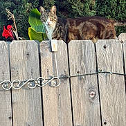 Oglio is registered to the contest to win money with this photo: animal, cat, curious, daylight, ears, eyes, fence, flower, fur, garden, greenery, leaf, mammal, nature, outdoor, pet, plant, tabby_cat, whiskers, wooden_fence