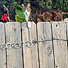 animal, cat, curious, daylight, ears, eyes, fence, flower, fur, garden, greenery, leaf, mammal, nature, outdoor, pet, plant, tabby_cat, whiskers, wooden_fence