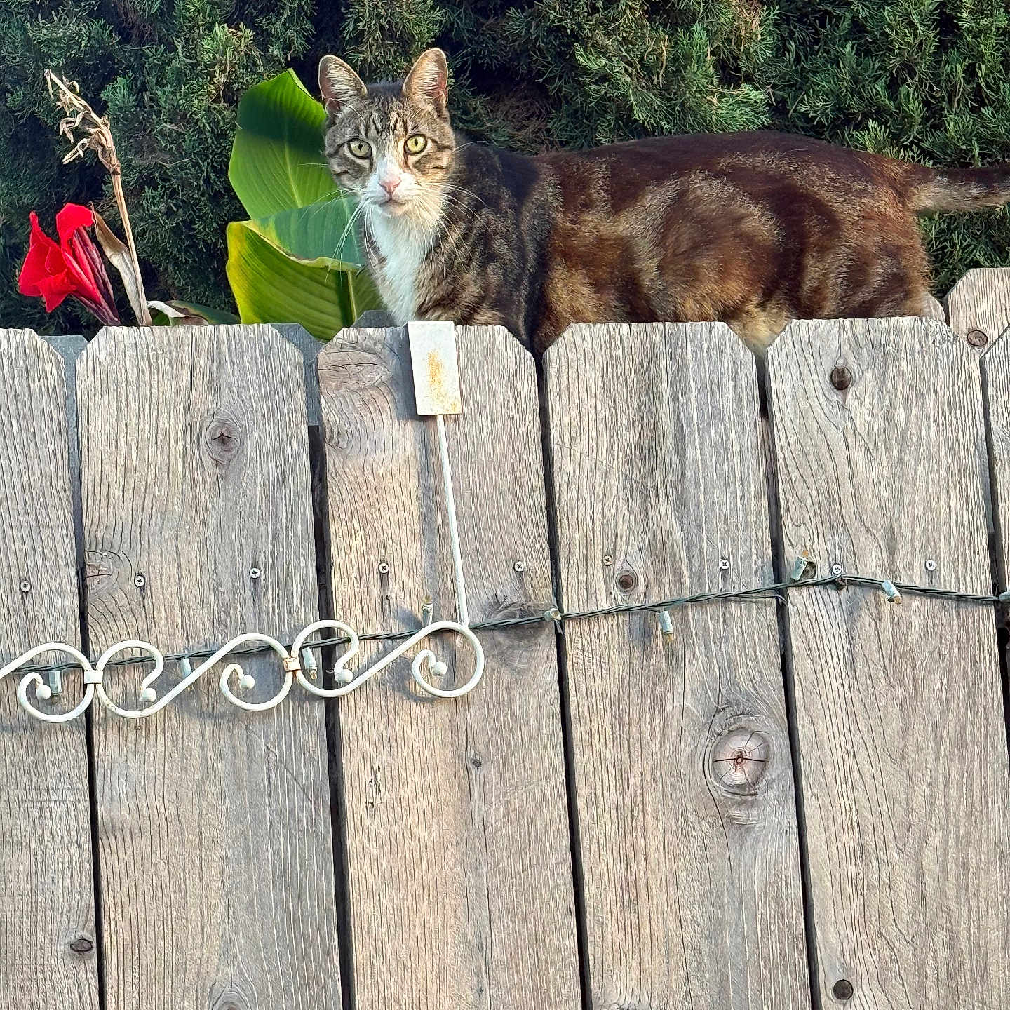 Oglio is registered to the contest to win money with this photo: animal, cat, curious, daylight, ears, eyes, fence, flower, fur, garden, greenery, leaf, mammal, nature, outdoor, pet, plant, tabby_cat, whiskers, wooden_fence