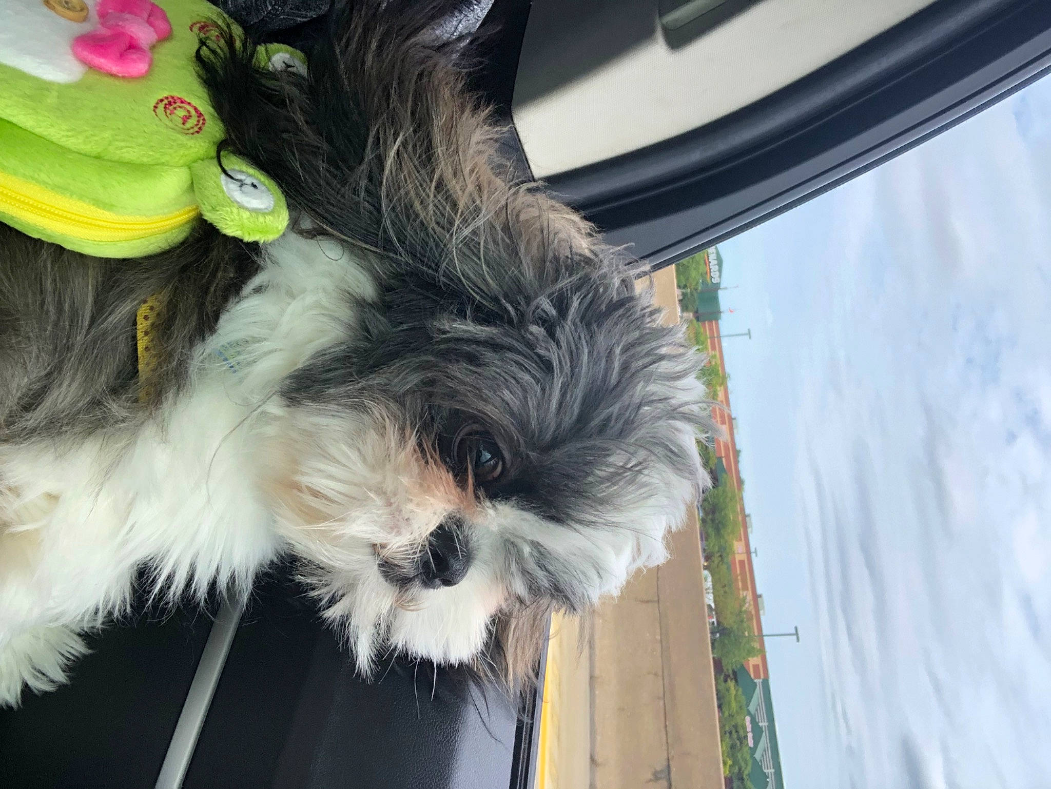 Milo joined the competition — help win amazing prizes! canidae, carnivore, cloud, companion_dog, dog, dog_breed, dog_supply, fashion_accessory, felidae, fur, hat, liver, shih_tzu, sky, small_terrier, snout, sporting_group, tail, terrier, toy_dog