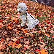 Snoopy joined the competition — help win amazing prizes! autumn, cute, daylight, dog, fall, fluffy, grass, harness, house, leash, leaves, nature, neighborhood, outdoor, parked_car, pet, shrubbery, sitting, tree, white_dog
