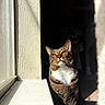 animal, cat, curiosity, daylight, domestic, ears, face, feline, fur, home, indoor, pet, portrait, relaxed, shadow, sitting, sunlight, tabby_cat, whiskers, window