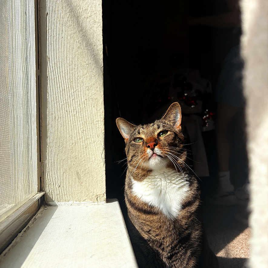 Manny joined the competition — help win amazing prizes! animal, cat, curiosity, daylight, domestic, ears, face, feline, fur, home, indoor, pet, portrait, relaxed, shadow, sitting, sunlight, tabby_cat, whiskers, window