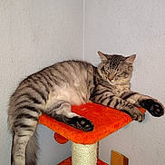 Ash is registered to the contest to win money with this photo: cat, tabby_cat, pet, sleeping, lounging, scratching_post, cat_tree, orange, striped_fur, paws, claws, indoor, home, corner, wall, wooden_floor, furniture, relaxed, portrait, nap