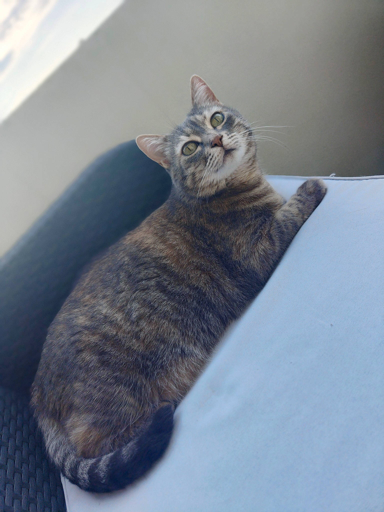 Norma a rejoint le concours — aidez-le/la à gagner de superbes lots ! carnivore, cat, claw, domestic_short_haired_cat, felidae, fur, grey, paw, small_to_medium_sized_cats, snout, snow, tail, terrestrial_animal, whiskers, window, winter