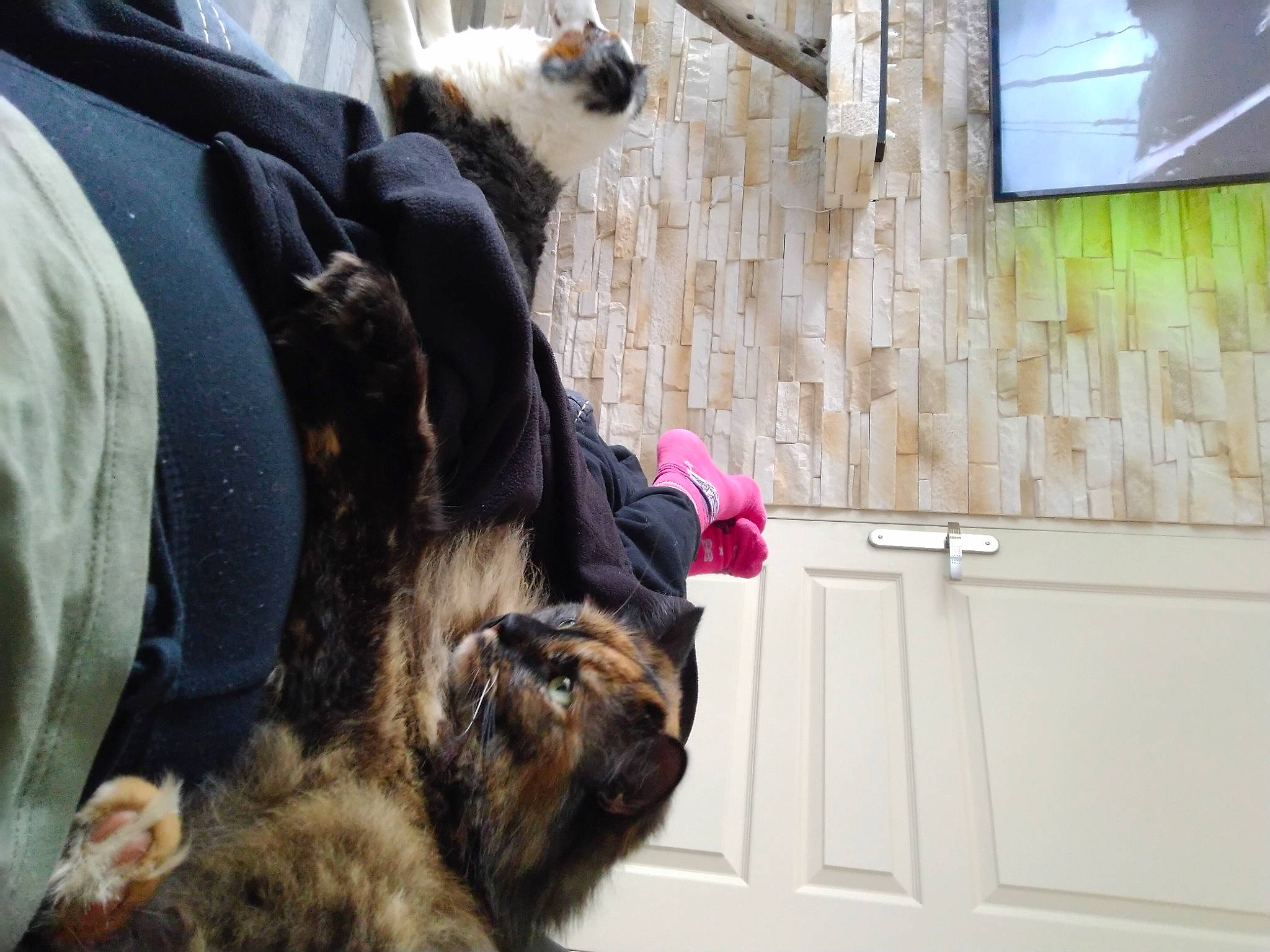 Lou participe au concours pour gagner de l'argent avec cette photo : canidae, carnivore, cat, comfort, companion_dog, dog, dog_breed, felidae, fur, mammal, natural_material, picture_frame, small_to_medium_sized_cats, snapshot, snout, sporting_group, tail, television, vertebrate, working_animal