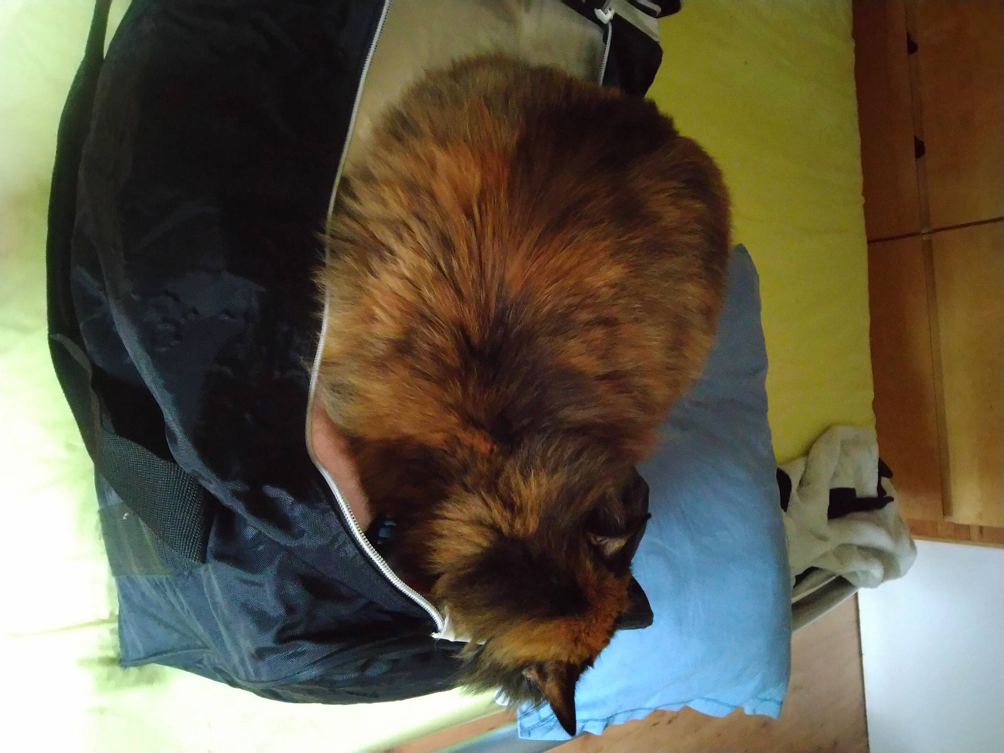 Lou participe au concours pour gagner de l'argent avec cette photo : bag, bat, canidae, carnivore, cat, claw, comfort, companion_dog, fawn, felidae, fur, liver, nap, small_to_medium_sized_cats, snout, sporting_group, tail, terrestrial_animal, whiskers, wood