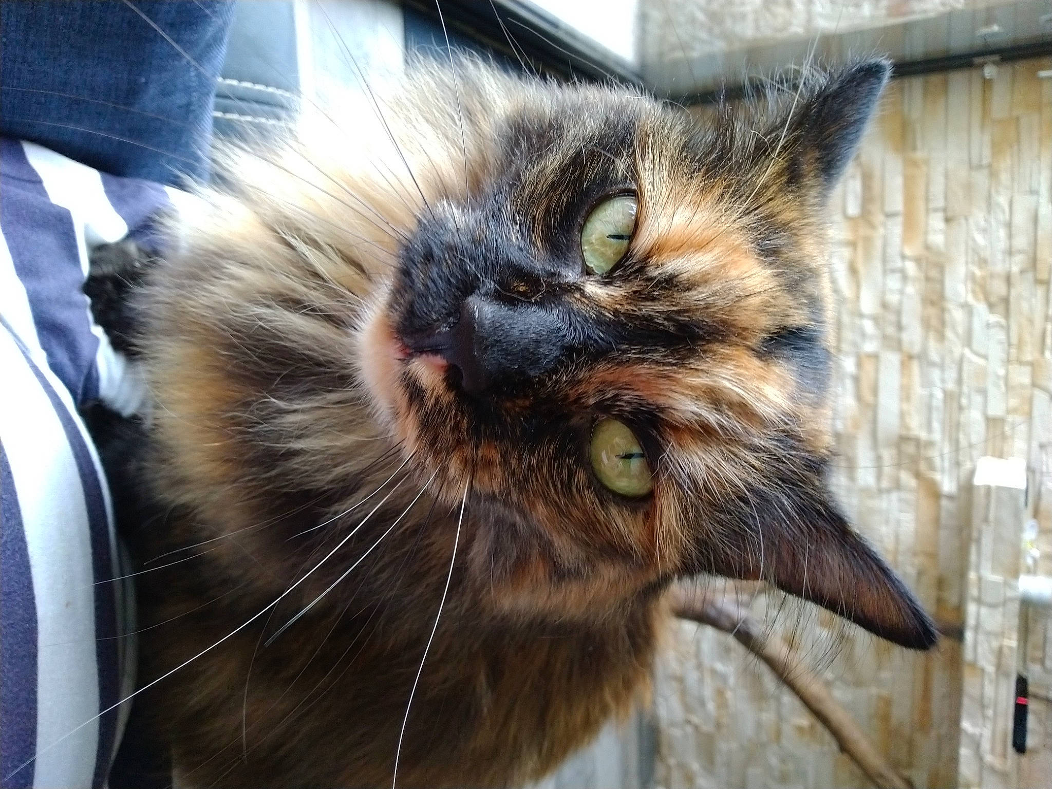 Lou participe au concours pour gagner de l'argent avec cette photo : carnivore, cat, claw, close_up, domestic_short_haired_cat, ear, felidae, fur, mammal, paw, small_to_medium_sized_cats, snout, tail, terrestrial_animal, tree, vertebrate, whiskers, wildlife, window, wood