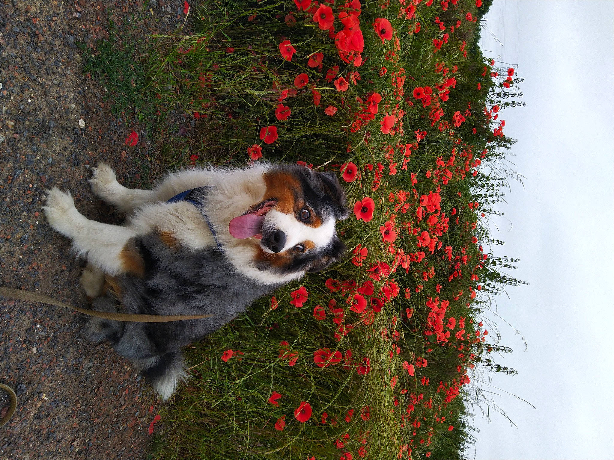 Flash Back participe au concours pour gagner de l'argent avec cette photo : art, canidae, carnivore, companion_dog, dog, dog_breed, fawn, felidae, flower, flowering_plant, grass, herding_dog, petal, plant, sky, sporting_group, tail, tree, whiskers, working_dog