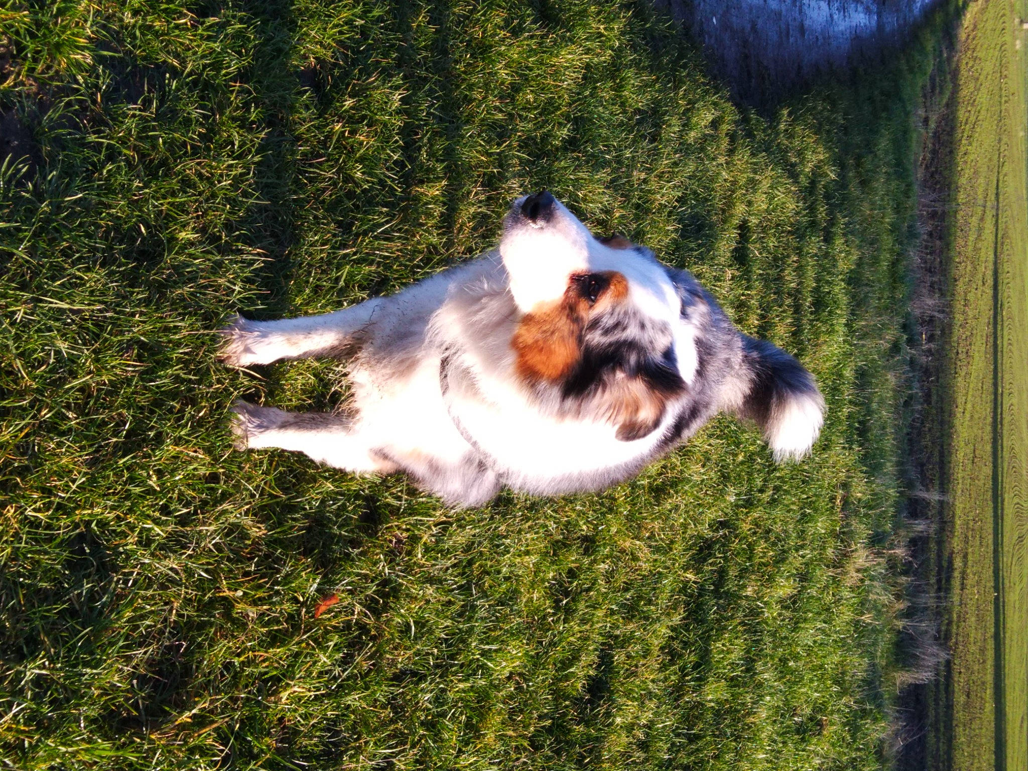 Flash Back a rejoint le concours — aidez-le/la à gagner de superbes lots ! art, canidae, carnivore, companion_dog, dog, dog_breed, fawn, felidae, fur, grass, herding_dog, paw, plant, snout, sporting_group, sunlight, tail, tree, whiskers, working_dog