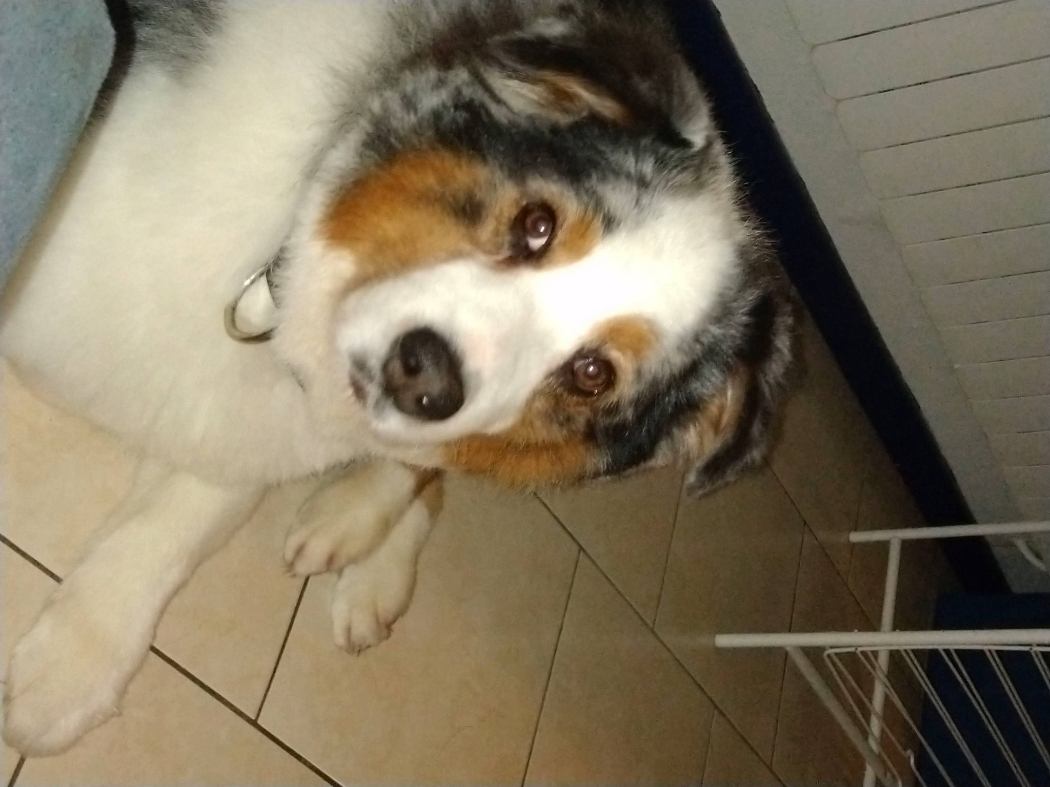 Flash Back participe au concours pour gagner de l'argent avec cette photo : canidae, carnivore, companion_dog, couch, dog, dog_breed, domestic_short_haired_cat, fawn, felidae, flooring, fur, herding_dog, paw, small_to_medium_sized_cats, snout, sporting_group, tail, terrestrial_animal, whiskers, working_animal