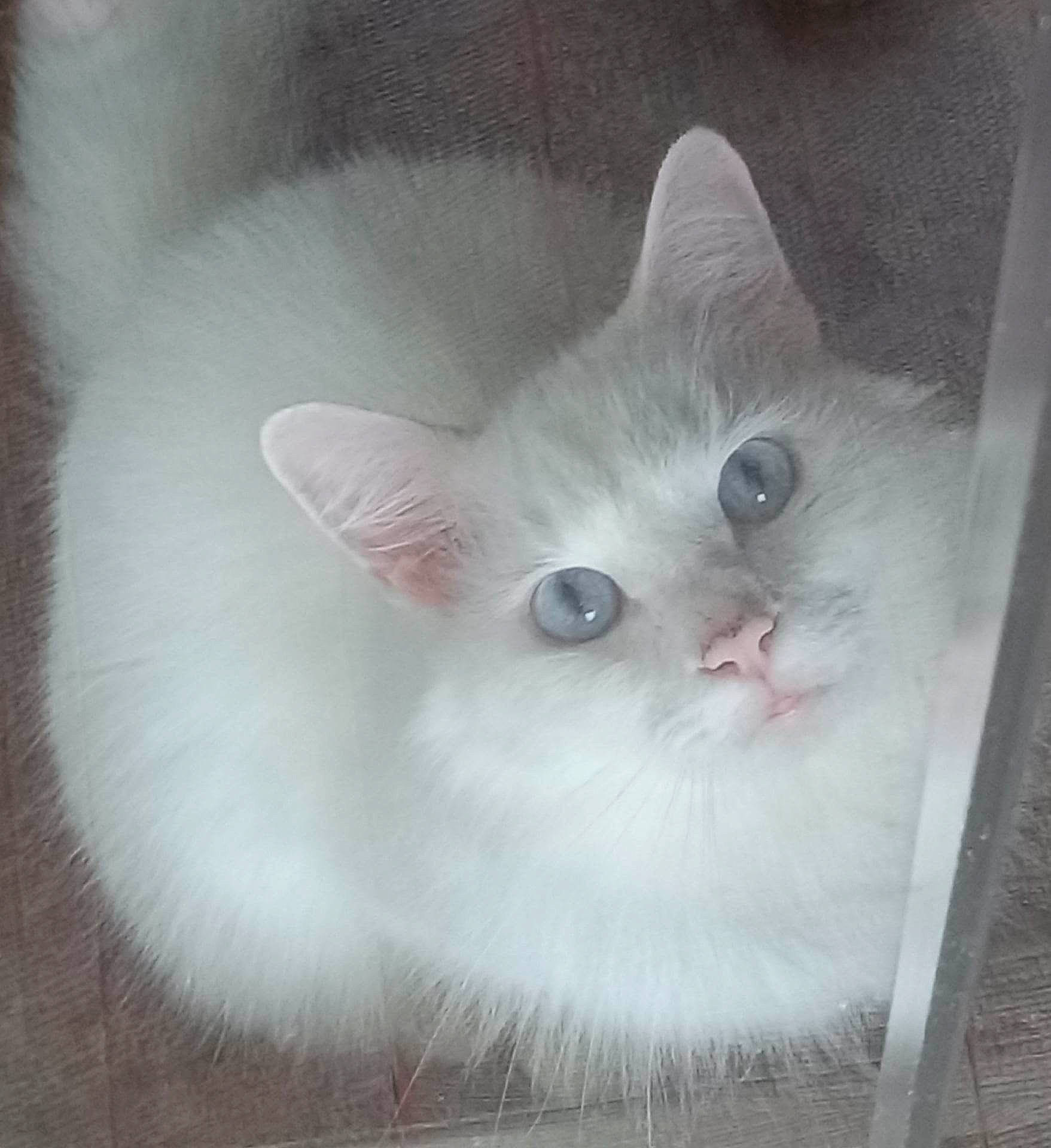 Blue is registered to the contest to win money with this photo: art, carnivore, cat, domestic_short_haired_cat, eye, fawn, felidae, fur, paw, photo_caption, small_to_medium_sized_cats, snout, tail, terrestrial_animal, whiskers