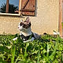 Gustave a rejoint le concours — aidez-le/la à gagner de superbes lots ! animal, backyard, cat, flower, grass, green, herbal, herbs, jar, kitten, lawn, leaf, manx, nature, outdoors, pet, plant, pottedplant, window, yard
