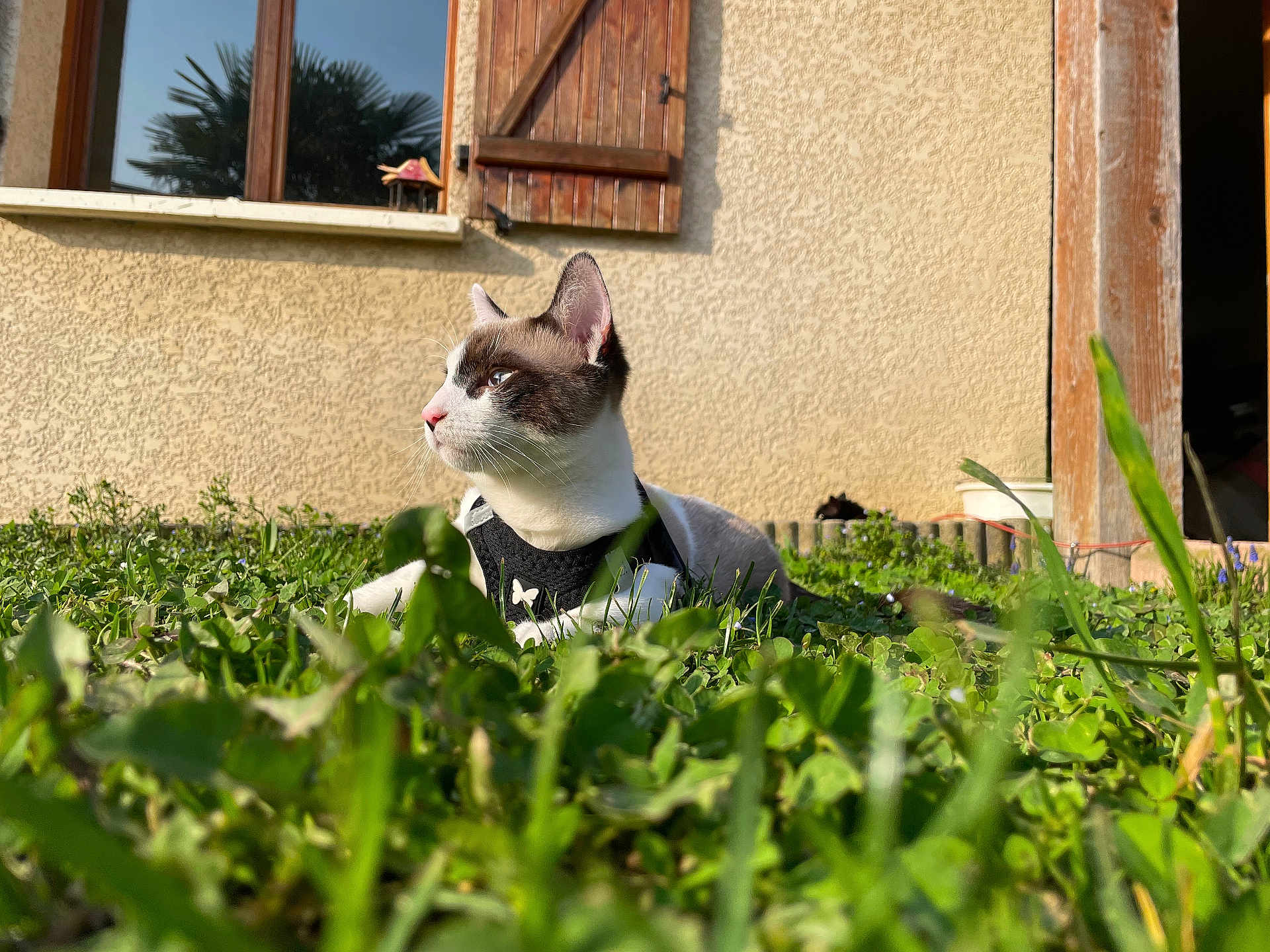 Gustave participe au concours pour gagner de l'argent avec cette photo : animal, backyard, cat, flower, grass, green, herbal, herbs, jar, kitten, lawn, leaf, manx, nature, outdoors, pet, plant, pottedplant, window, yard