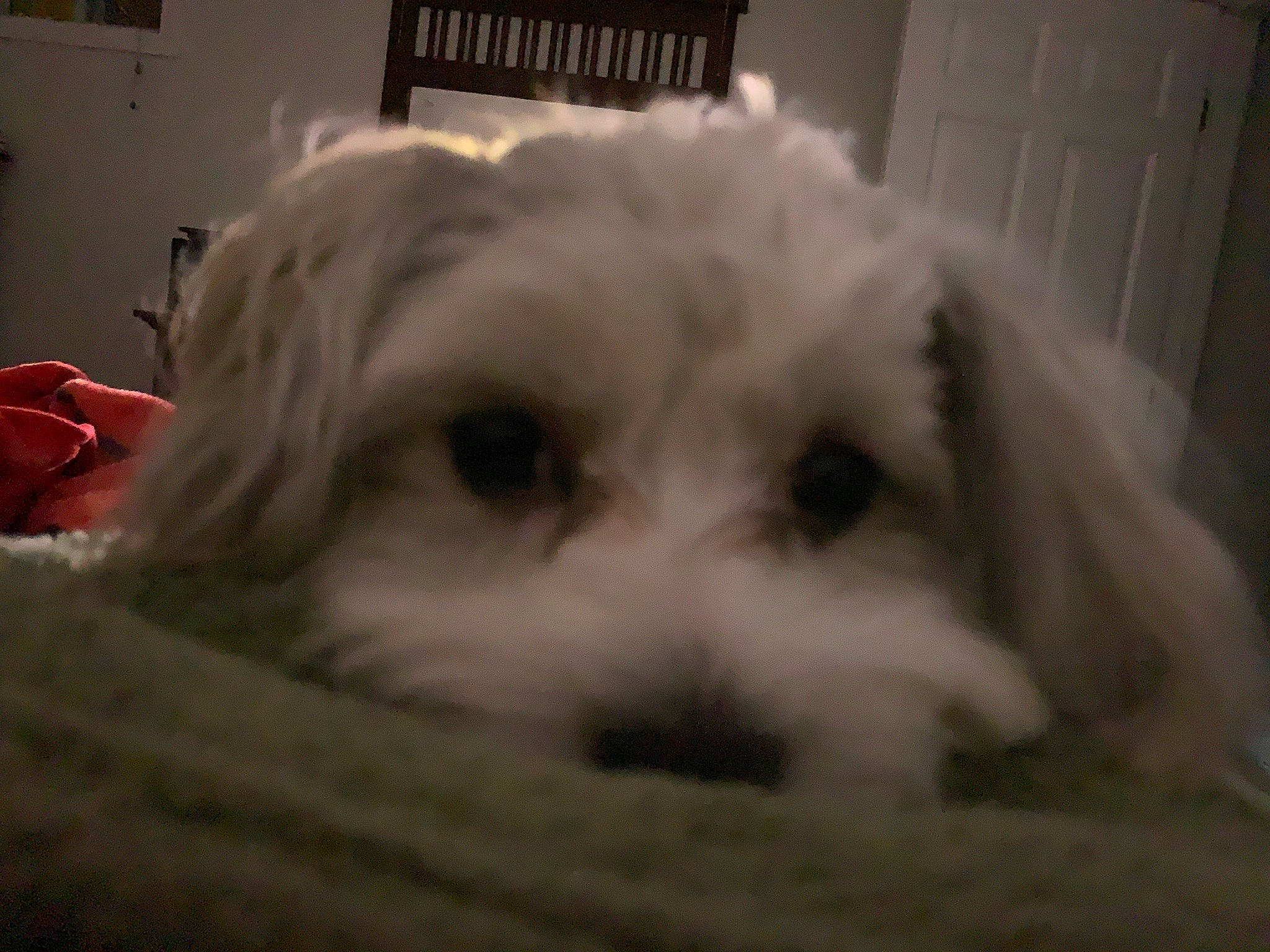 Finley joined the competition — help win amazing prizes! bichon, bolonka, canidae, carnivore, cavapoo, cockapoo, companion_dog, coton_de_tulear, dog, dog_breed, kyi_leo, lowchen, maltepoo, maltese, mammal, morkie, puppy, schnoodle, snout, vertebrate