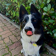 Maïa participe au concours pour gagner de l'argent avec cette photo : dog, border_collie, black_and_white, tongue_out, sitting, collar, outdoor, greenery, bushes, brick_path, pet, canine, animal, ears, fur, whiskers, nature, cute, portrait, friendly