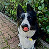 dog, border_collie, black_and_white, tongue_out, sitting, collar, outdoor, greenery, bushes, brick_path, pet, canine, animal, ears, fur, whiskers, nature, cute, portrait, friendly