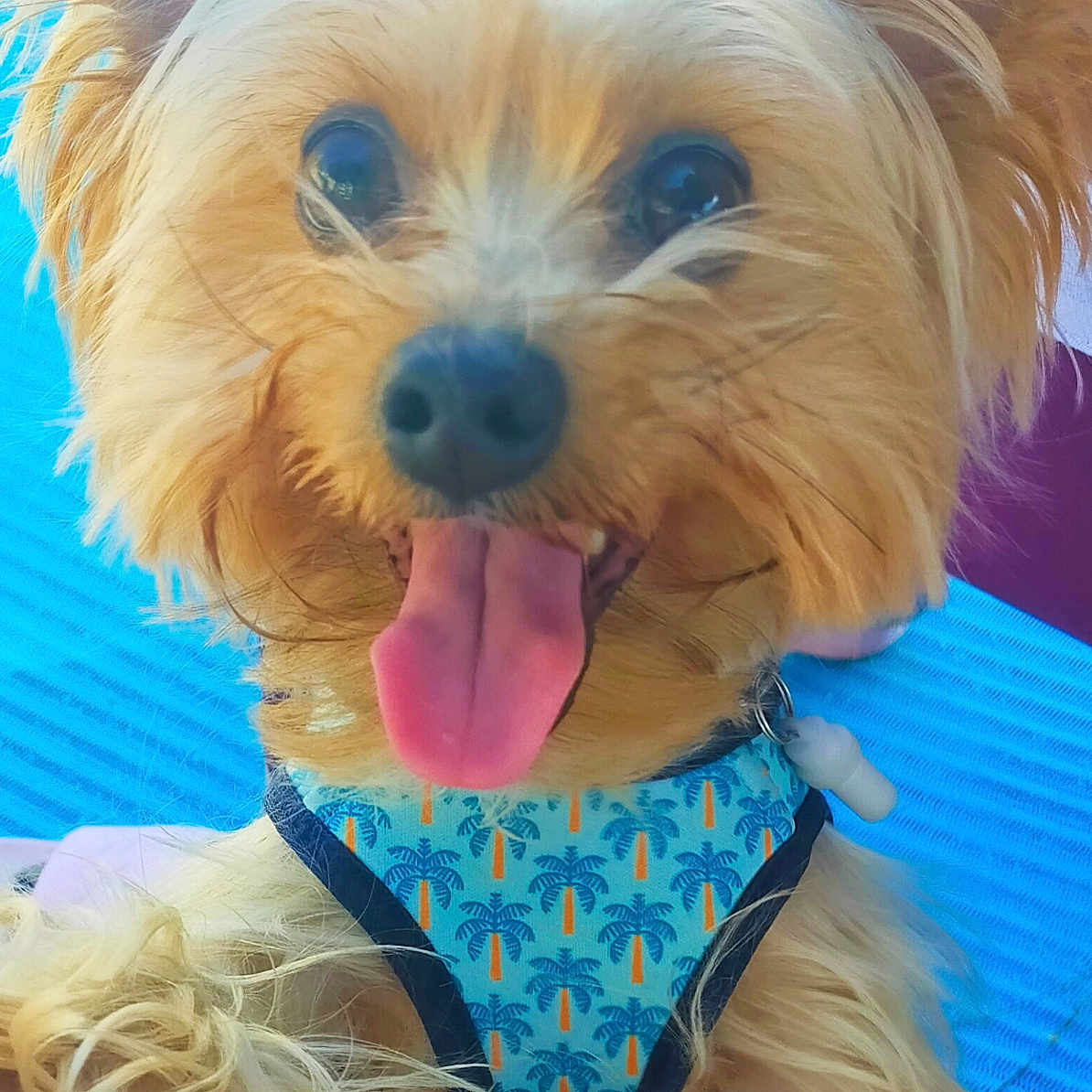 Pluto participe au concours pour gagner de l'argent avec cette photo : affenpinscher, animal, bodypart, canine, clothing, cockerspaniel, costume, couch, cushion, dog, furniture, homedecor, mouth, person, pet, poodle, puppy, terrier, tongue, whitedog