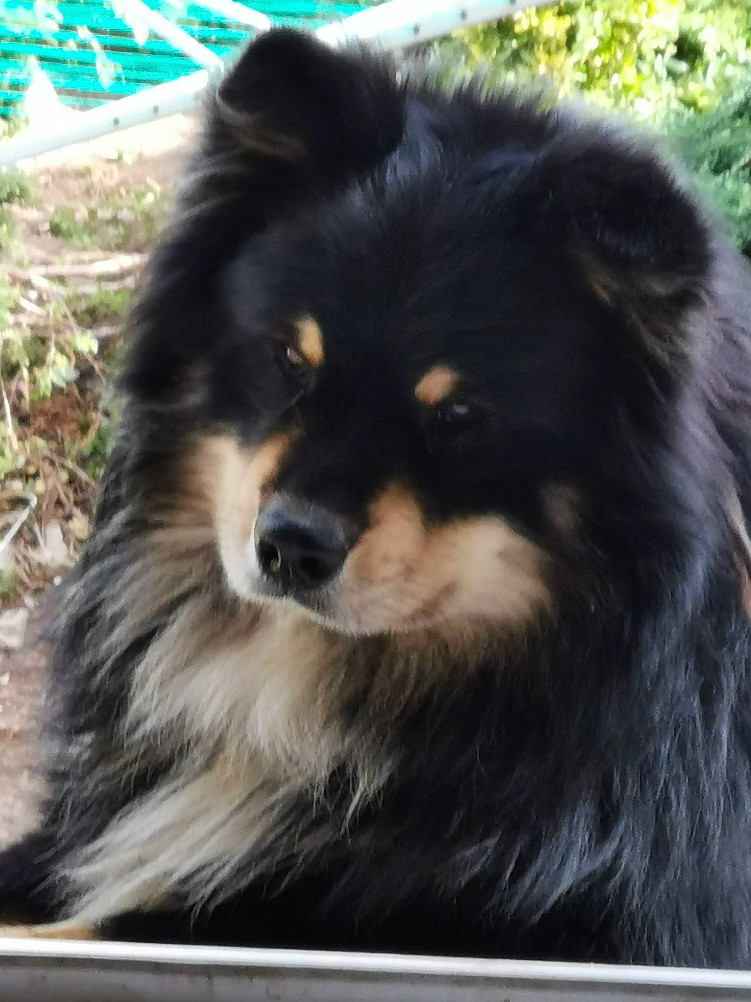 Rex participe au concours pour gagner de l'argent avec cette photo : ancient_dog_breeds, canidae, carnivore, companion_dog, dog, dog_breed, fur, german_spitz_klein, herding_dog, snout, sporting_group, terrestrial_animal, working_animal, working_dog