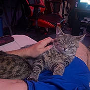 Frito joined the competition — help win amazing prizes! cat, tabby_cat, person, hand, lap, blue_shorts, gaming_chair, guitar, tv_screen, living_room, furniture, relaxation, pet, indoor, comfort, technology, electronics, casual, hobby, leisure