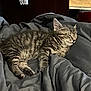kitten, cat, sleeping, gray_blanket, cozy, indoor, pet, feline, striped, fur, nap, cute, animal, resting, soft, young_cat, comfort, peaceful, domestic_cat, relaxation