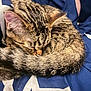 Beandip is registered to the contest to win money with this photo: cat, tabby, sleeping, curled_up, tail, fur, blanket, blue, white, star_pattern, cozy, pet, animal, resting, indoor, close_up, whiskers, ear, paw, soft