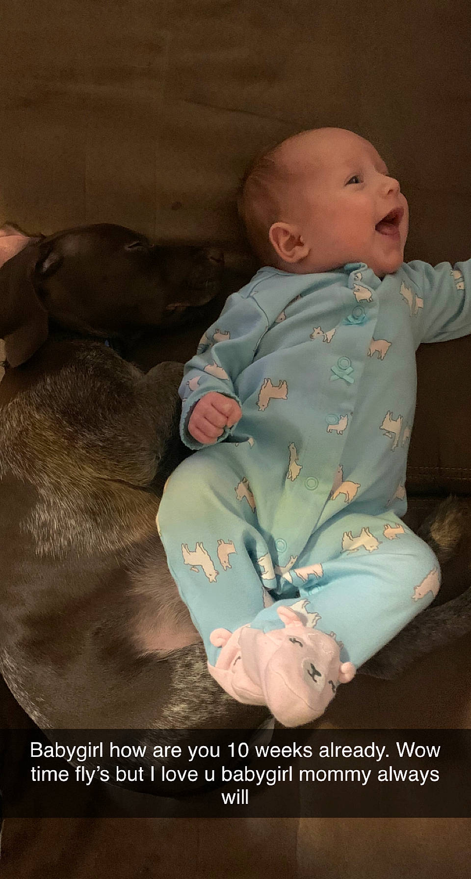 Addisyn joined the competition — help win amazing prizes! baby, baby_toddler_clothing, carnivore, cheek, child, comfort, companion_dog, dog, dog_breed, foot, fur, guard_dog, knee, lap, linens, liver, person, sitting, sleeve, toddler